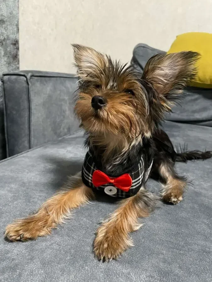 Шлейка стильна для собак 3