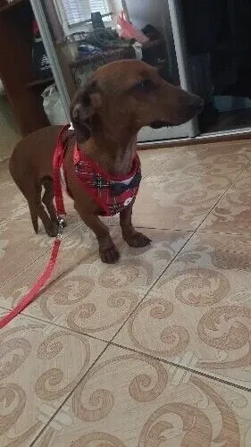 Шлейка стильна для собак 5