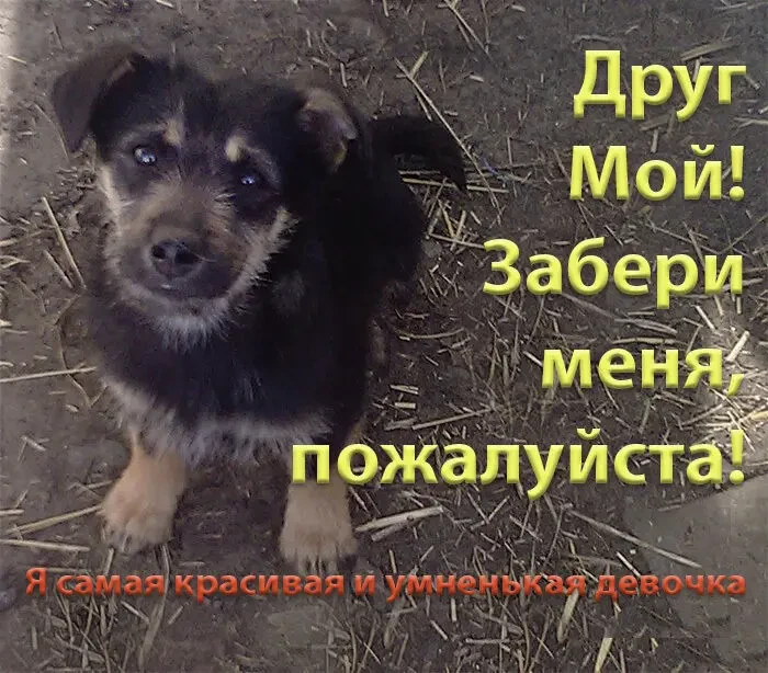 Щенок в добрые руки 2