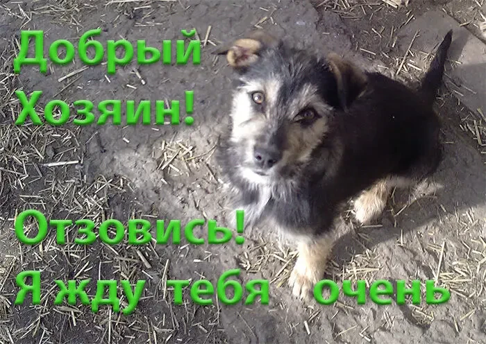 Щенок в добрые руки 5