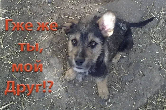 Щенок в добрые руки 6