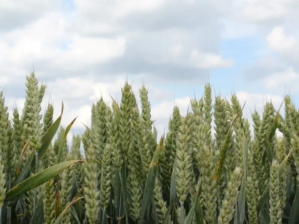 Насіння ярої пшениці Трой NPZ Lembke