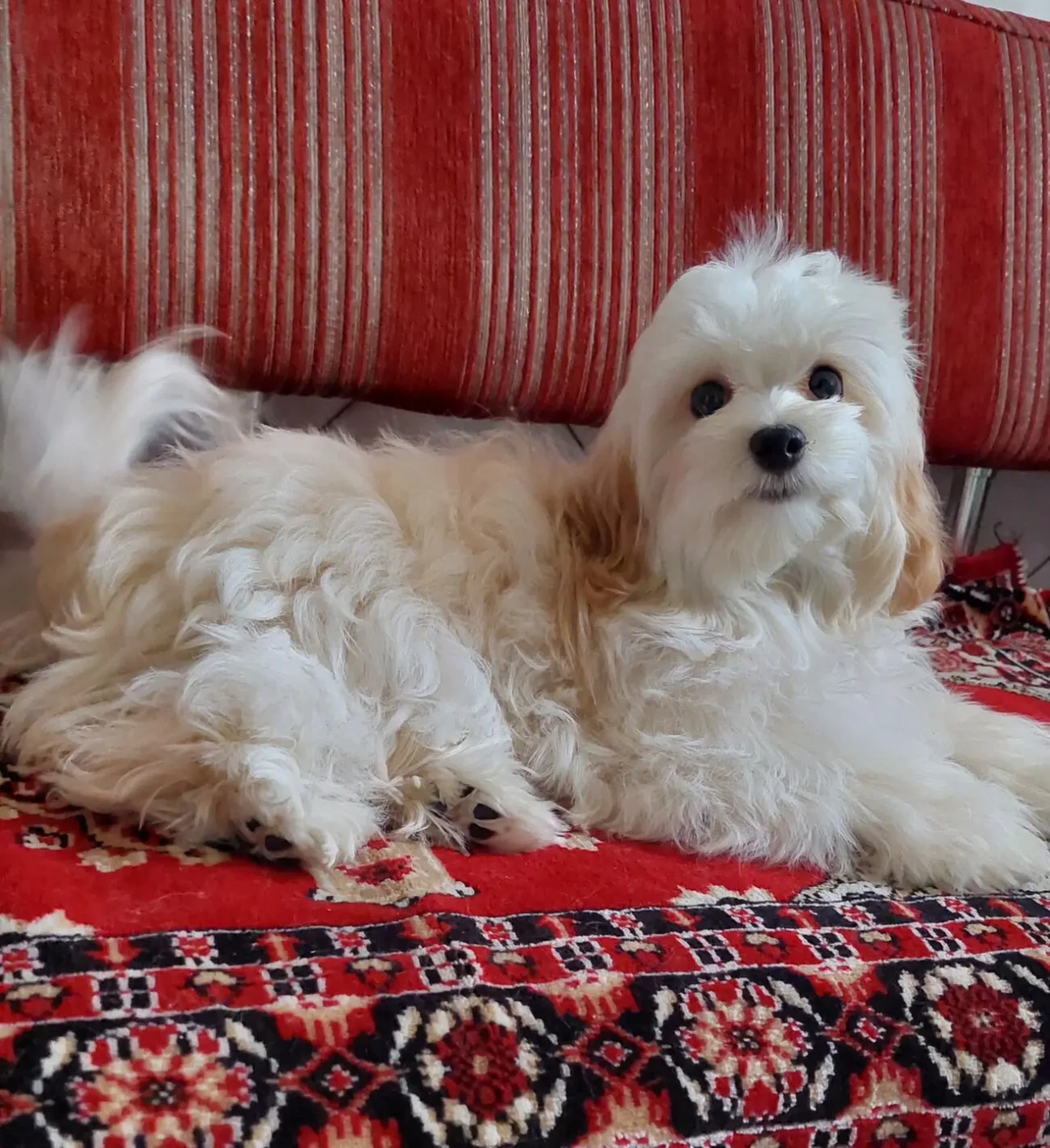 Девочка мальтипу ф1.