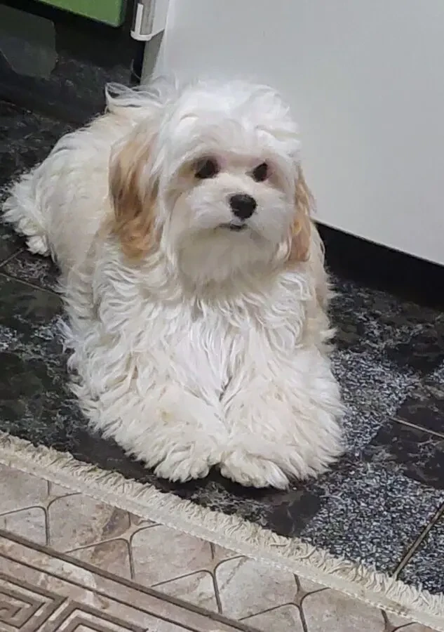 Девочка мальтипу ф1. 3