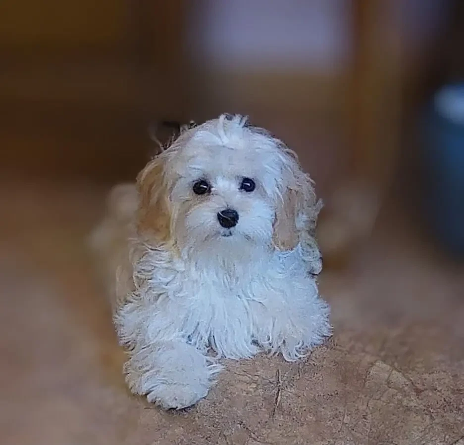 Девочка мальтипу ф1. 6