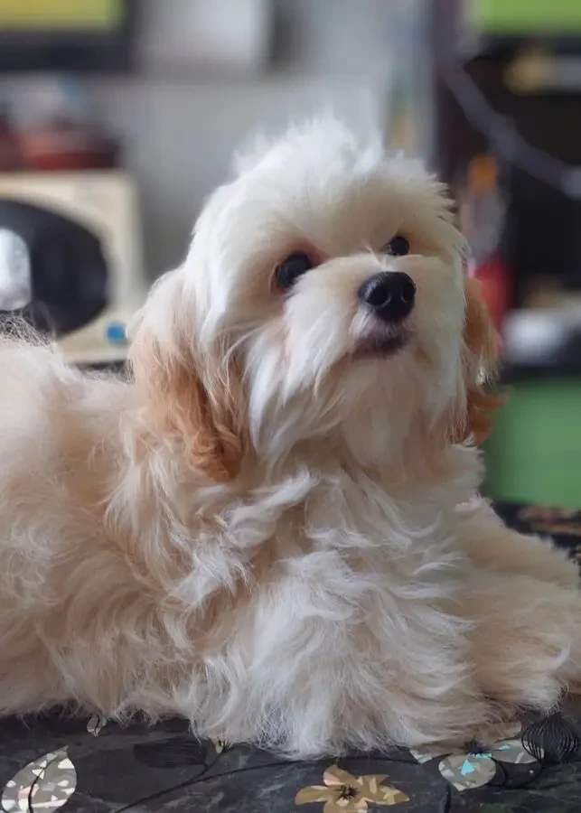 Девочка мальтипу ф1. 2