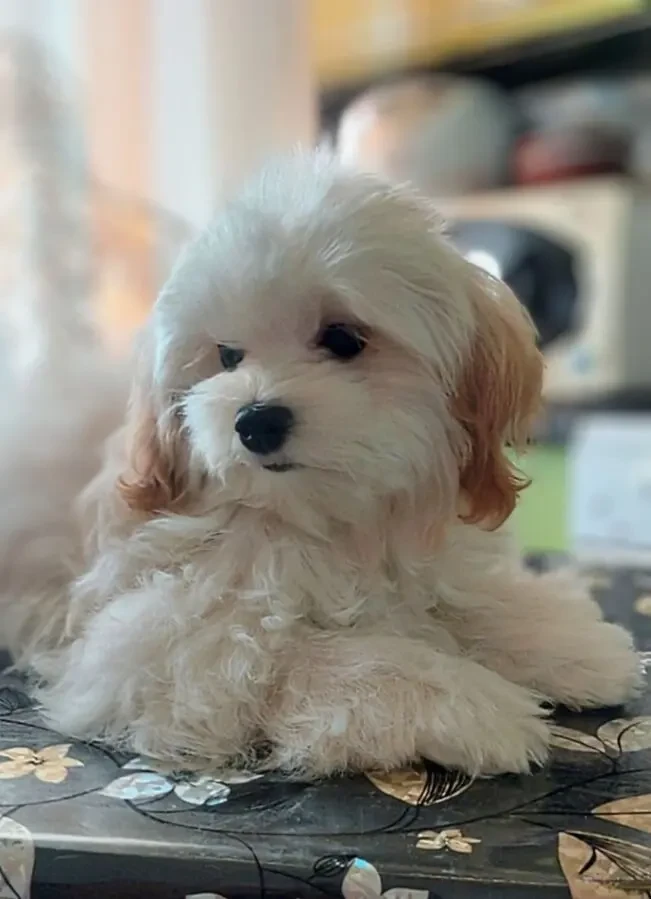 Девочка мальтипу ф1. 5