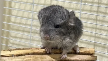 Ангорська шиншила(стандарт)