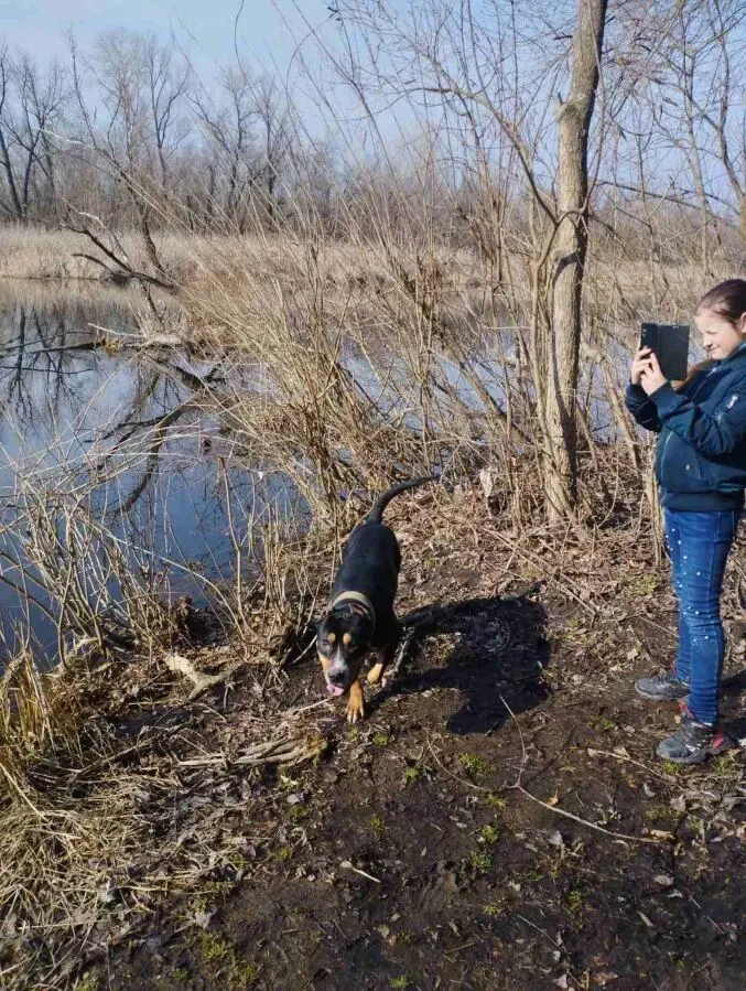 Отдам Амстафа в хорошие руки 2