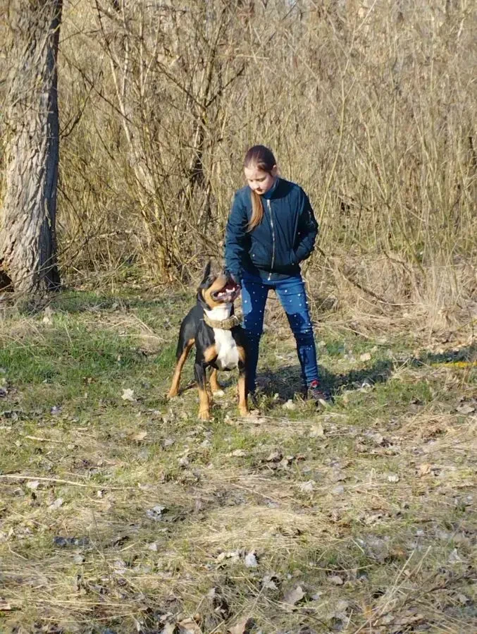 Отдам Амстафа в хорошие руки 3