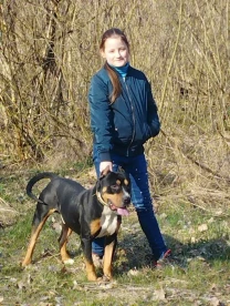 Отдам Амстафа в хорошие руки