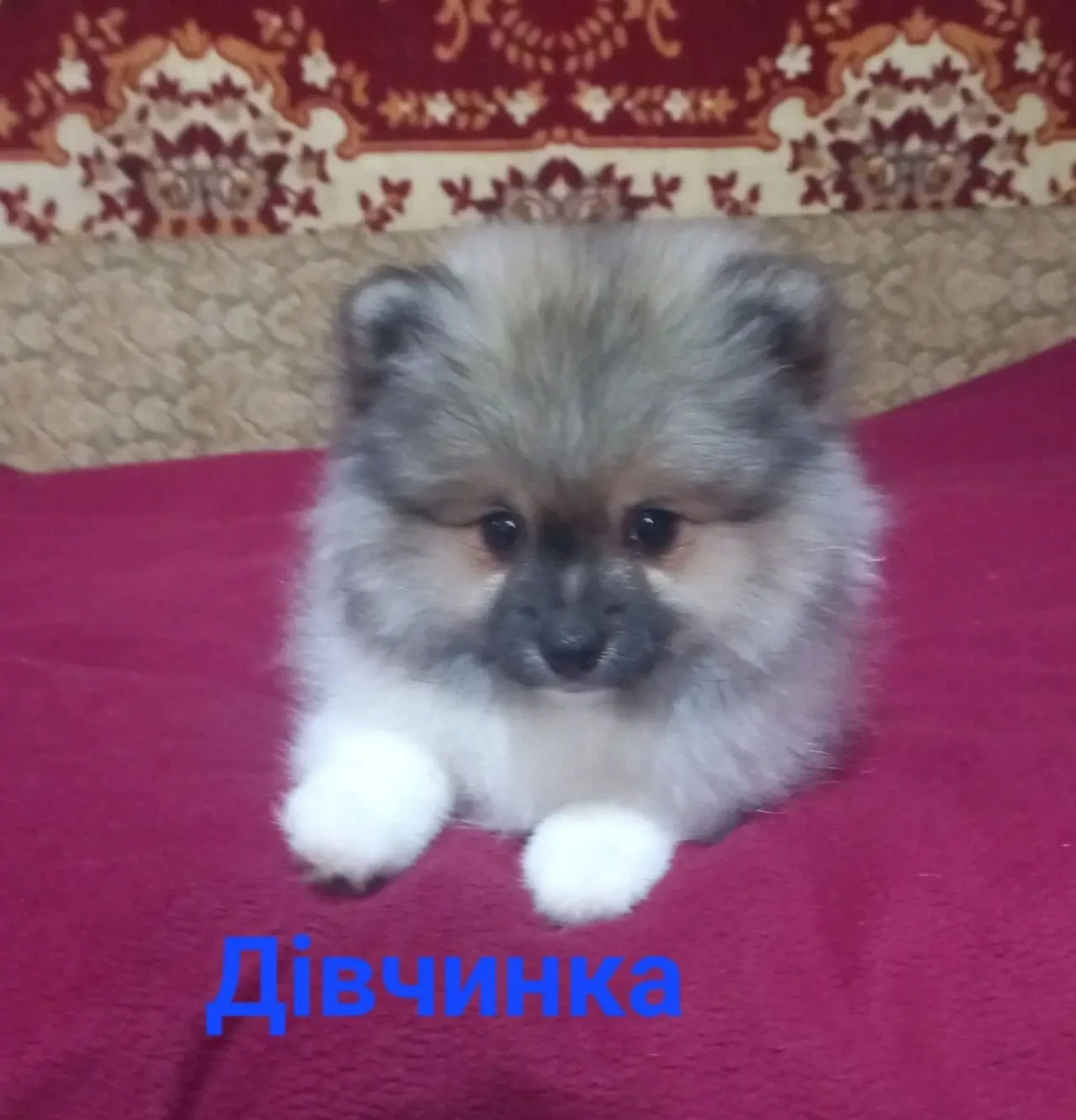 Продам цуценят померанського шпіца