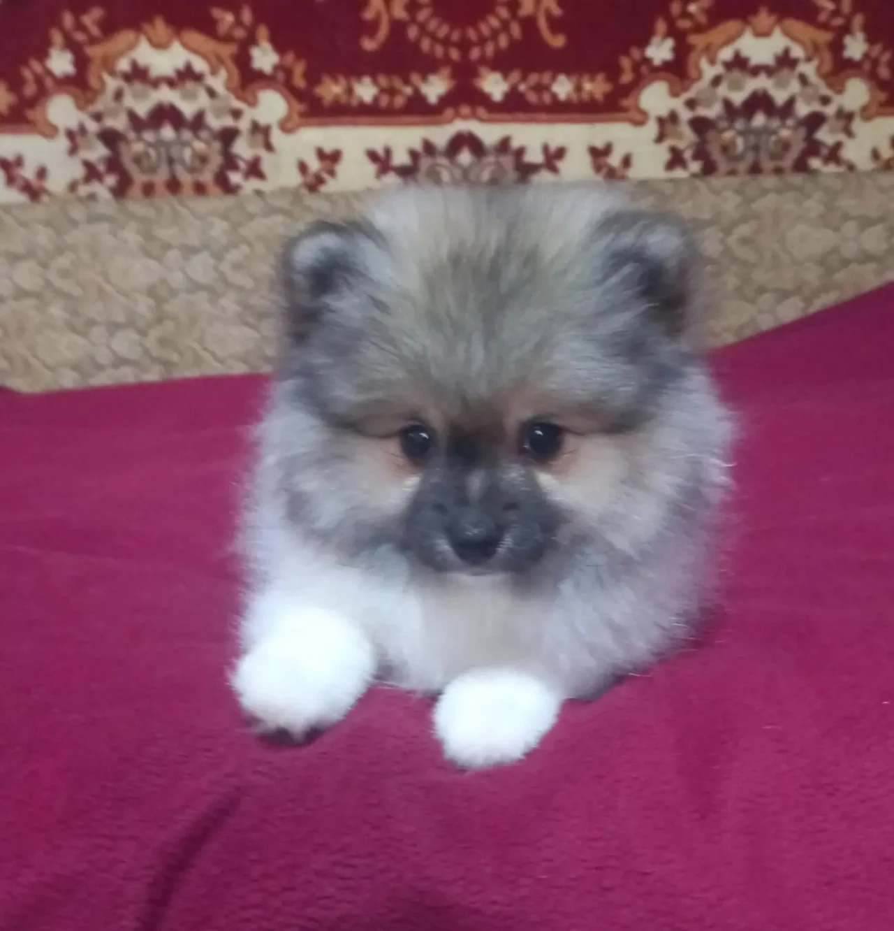 Продам цуценят померанського шпіца 2