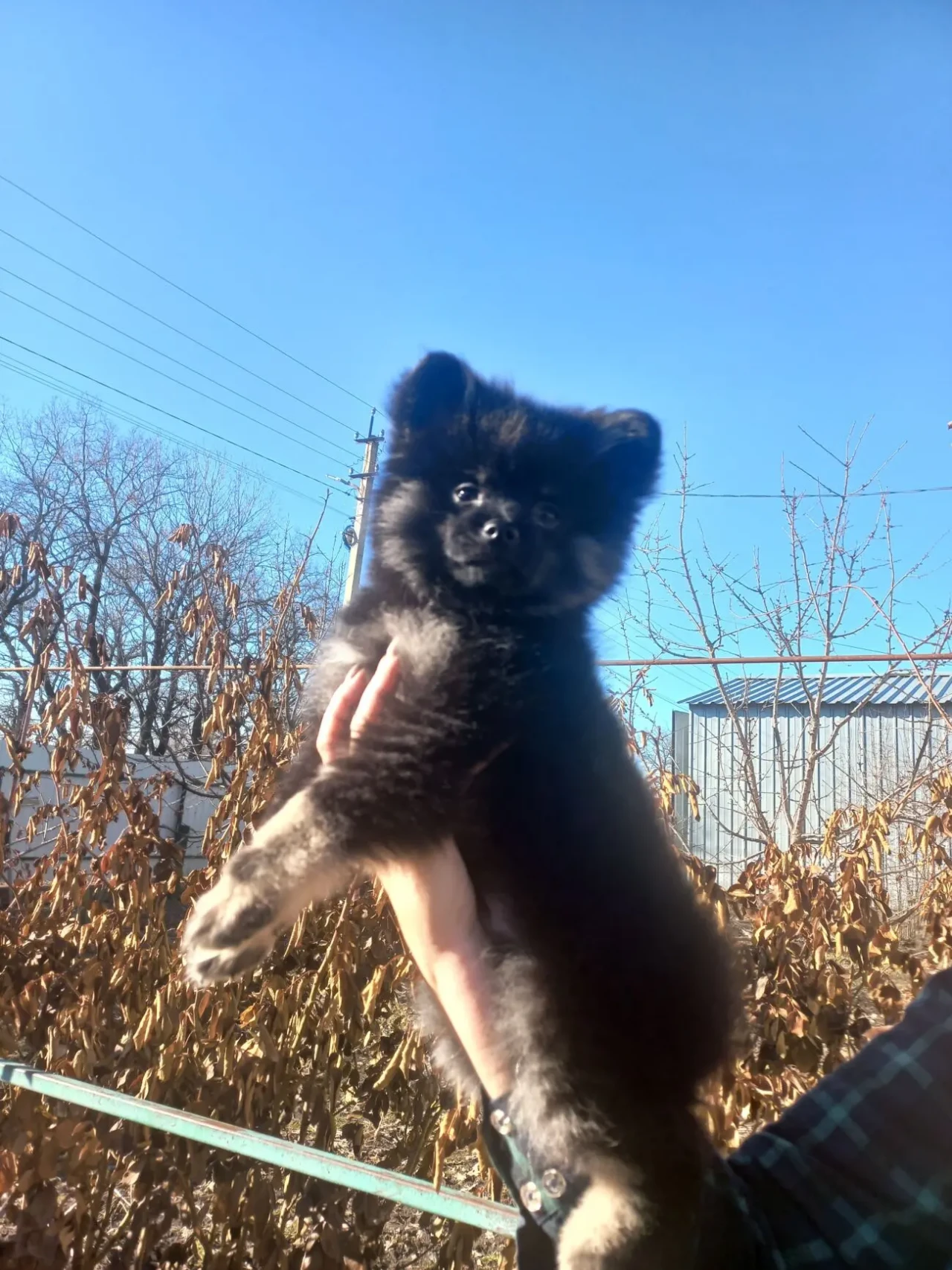 Продам цуценят померанського шпіца 2