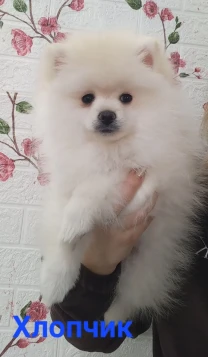Продам цуценят померанського шпіца