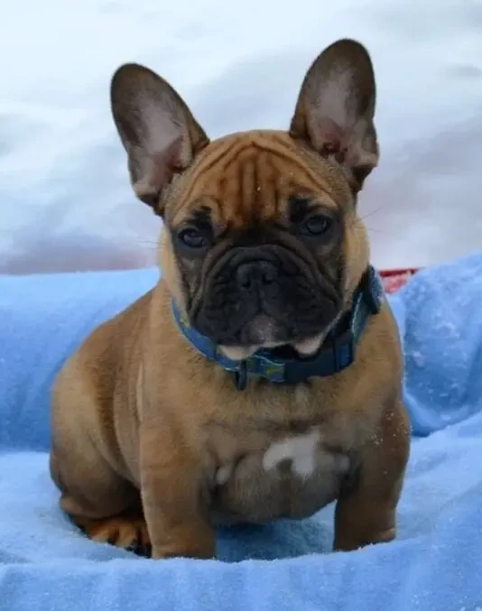 Цуценята французский бульдог 3