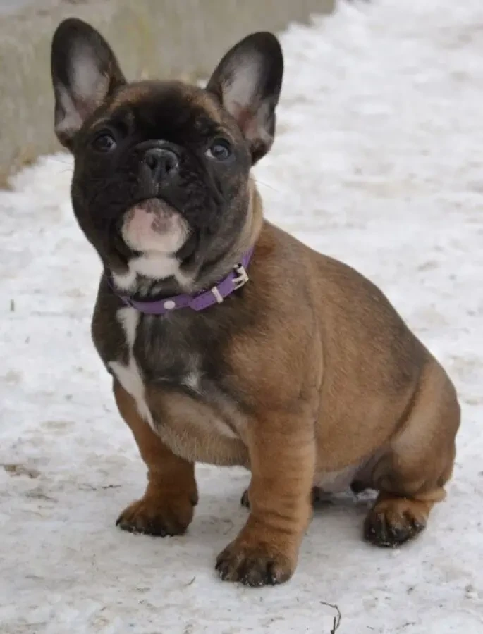 Цуценята французский бульдог 10