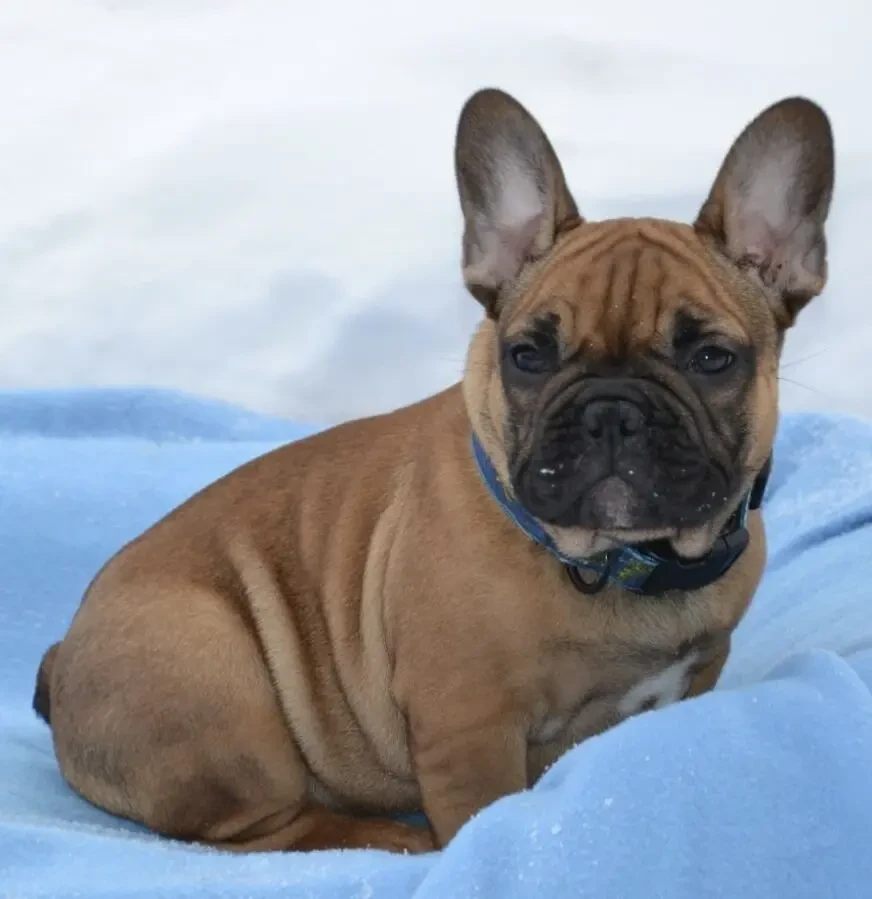 Цуценята французский бульдог 2