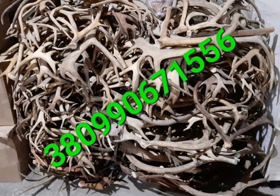 ДОРОГО куплю Роги Олення, Лося. 3