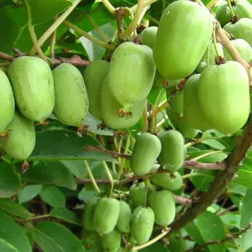 Актинідія самоплідна Аргута - урожай без запилювача, солодкі ягоди