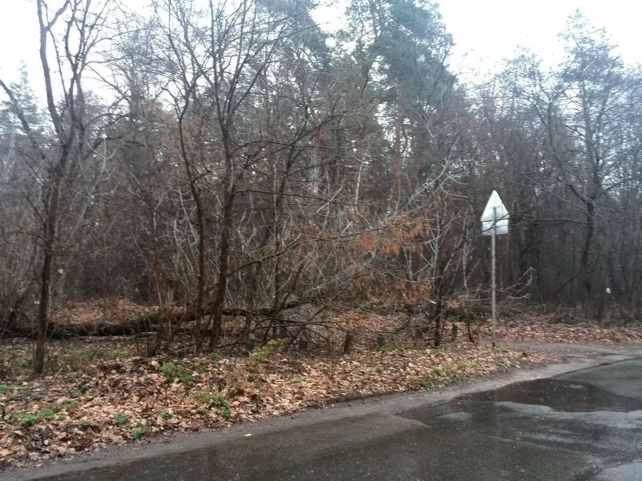 Продаж 20 сот Пуща Подиця,вул.Лісна 3