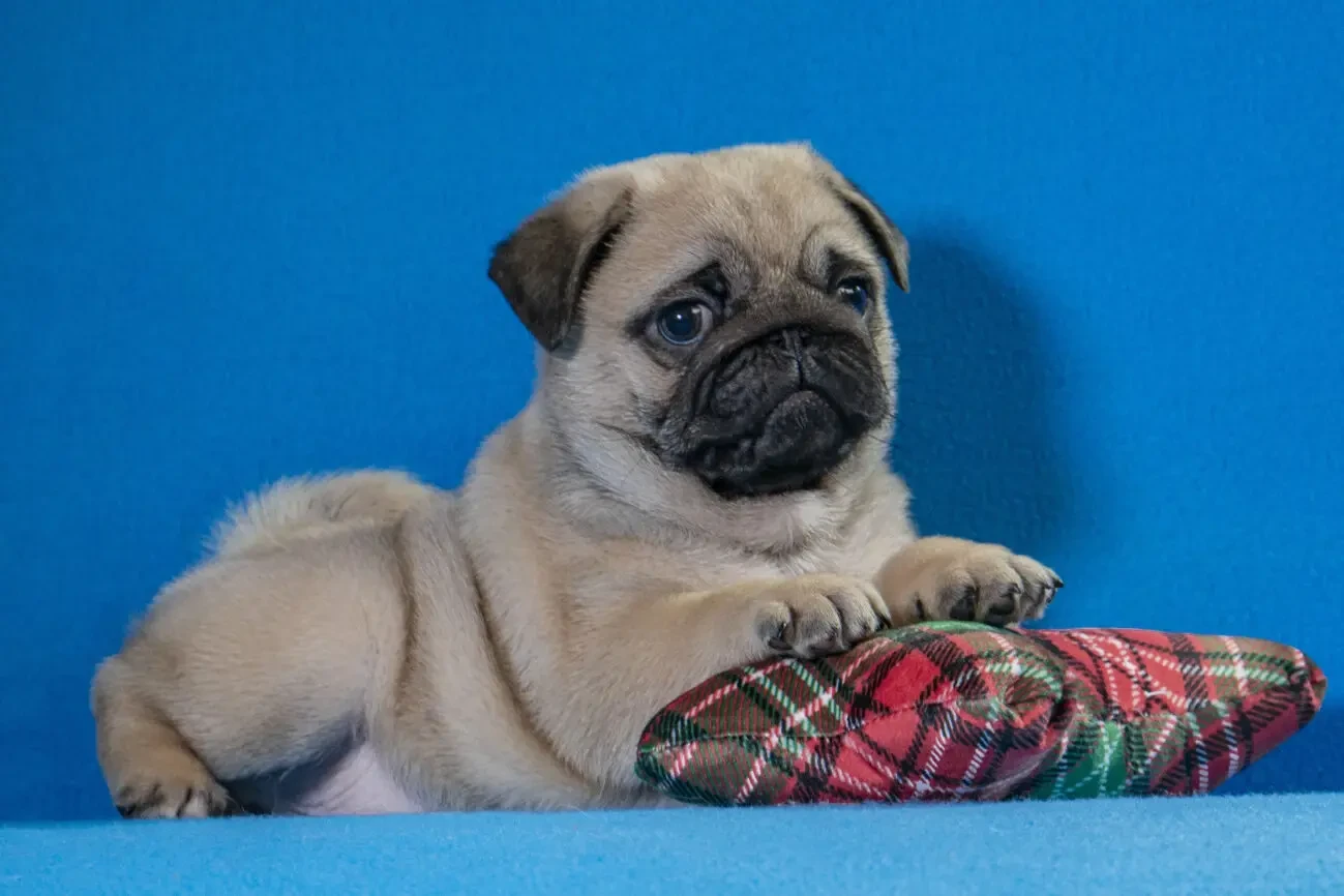 Цуценята Мопса для дому виставок та розведення 2