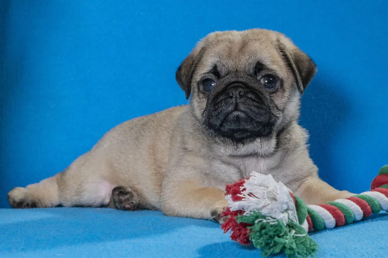 Цуценята Мопса для дому виставок та розведення