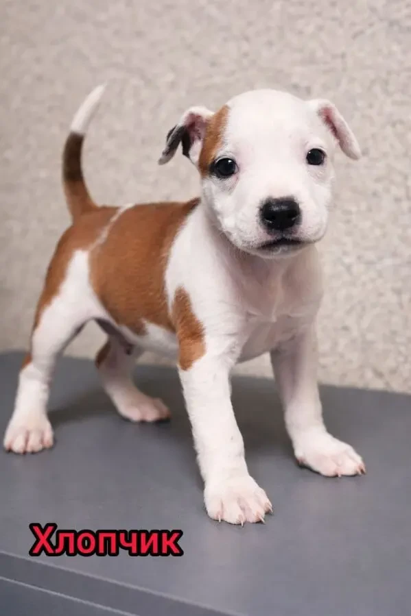 Продаж Цуценят Стафаршидського Терєра White Акційна Ціна 2