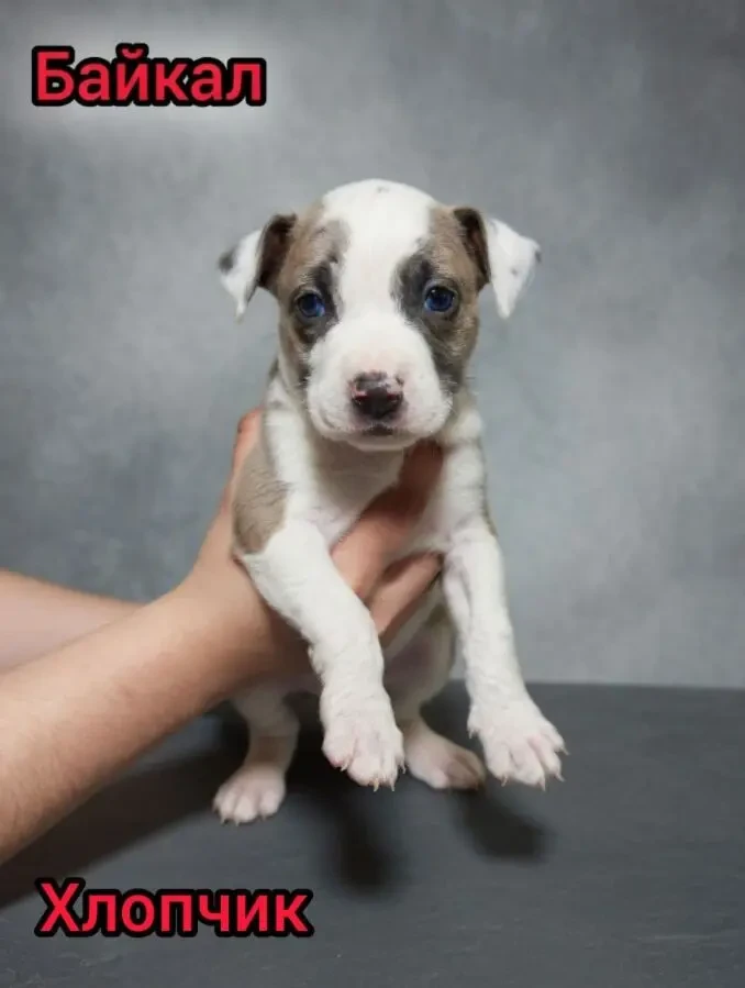 Продаж Цуценят Стафаршидського Терєра White Акційна Ціна 3