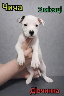 Продаж Цуценят Стафаршидського Терєра White Акційна Ціна