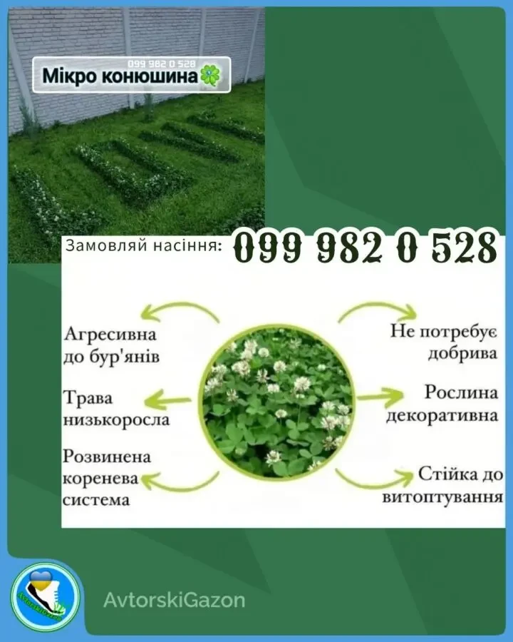 Конюшина біла Рівендел 1кг насіння клевер семена Ривендел Пиполина 3