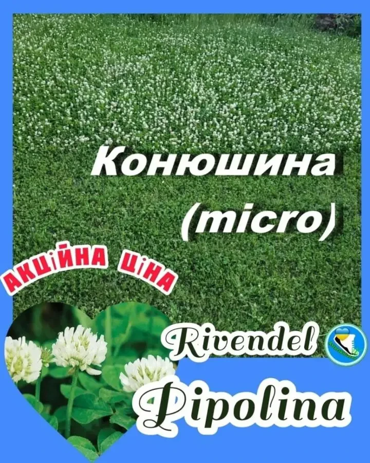 Конюшина біла Рівендел 1кг насіння клевер семена Ривендел Пиполина 2