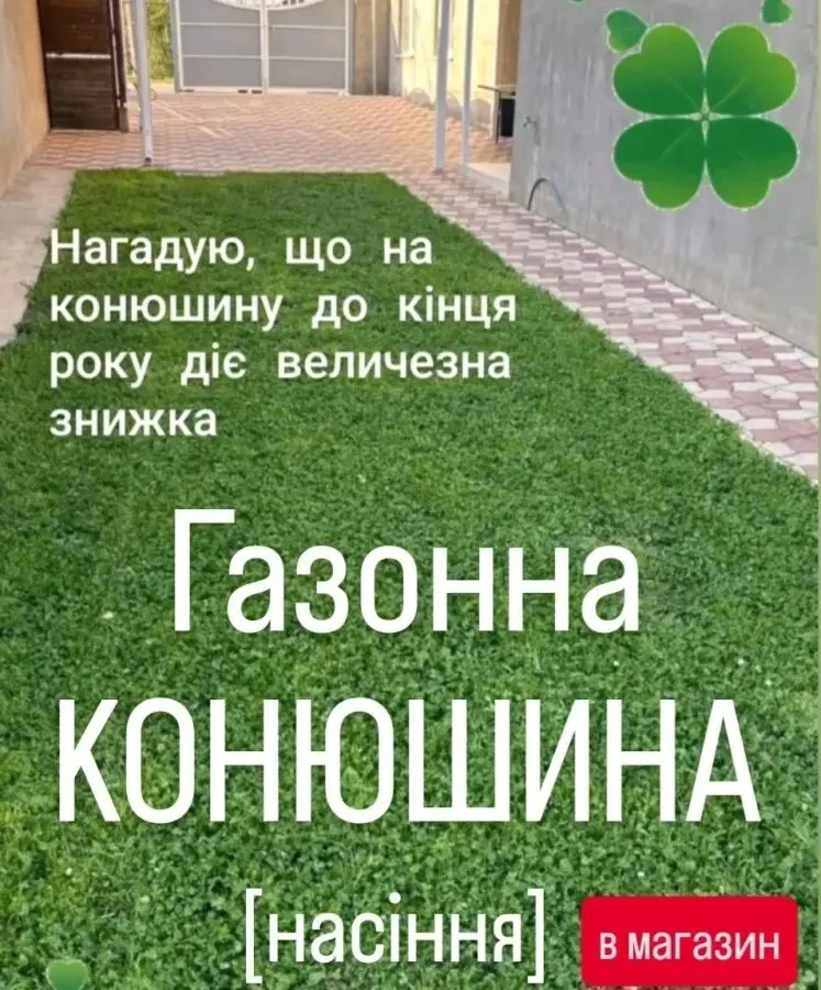 Конюшина біла Рівендел 1кг насіння клевер семена Ривендел Пиполина 7