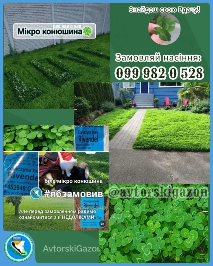 Конюшина біла Рівендел 1кг насіння клевер семена Ривендел Пиполина 6