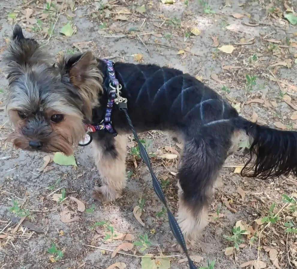 Стрижка йорків , та собак малих порід , грумінг 2