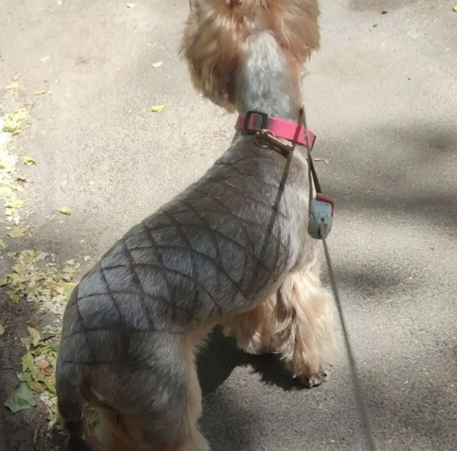 Стрижка йорків , та собак малих порід , грумінг 3