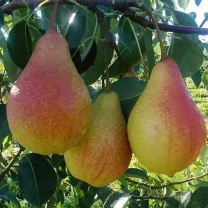 Саджанці груші Трапезниця