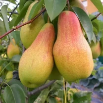 Саджанці груші Талгарська красуня