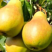 Саджанці груші Соната