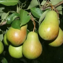 Саджанці груші Роксолана