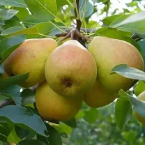 Саджанці груші Пасс Красан Премєр
