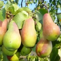 Саджанці груші Парижанка