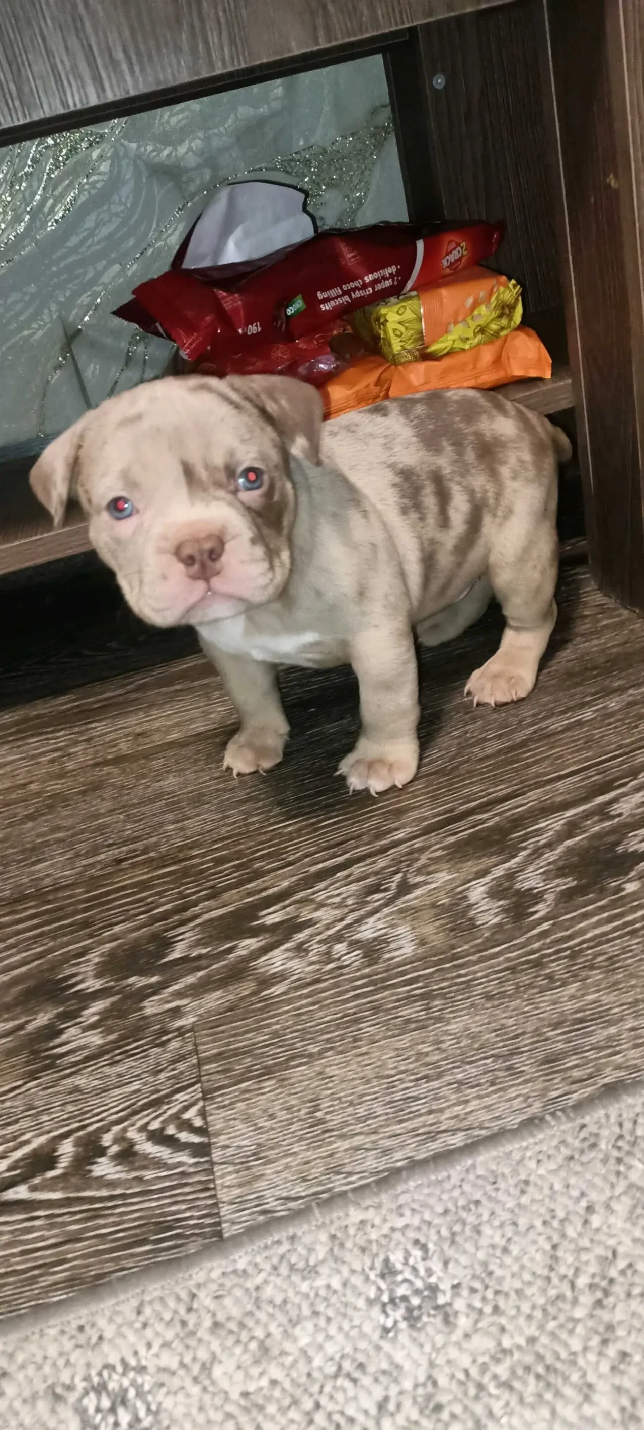 американські буллі покет 4