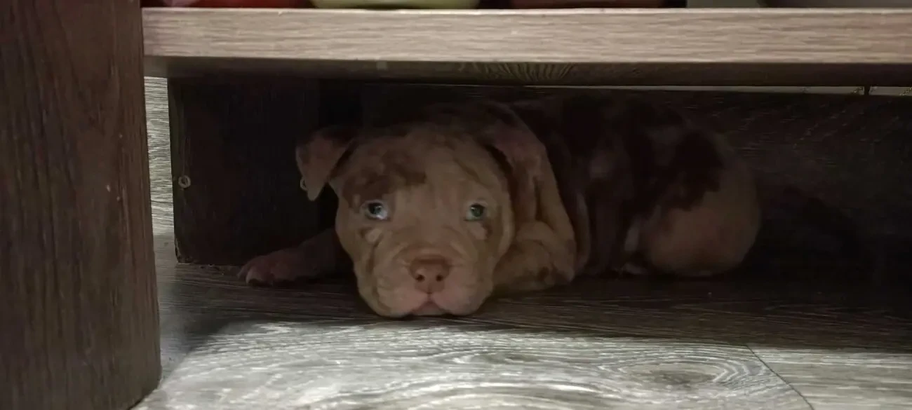 американські буллі покет 5