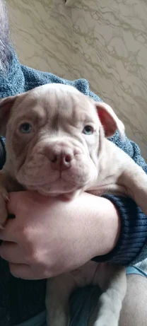 американські буллі покет