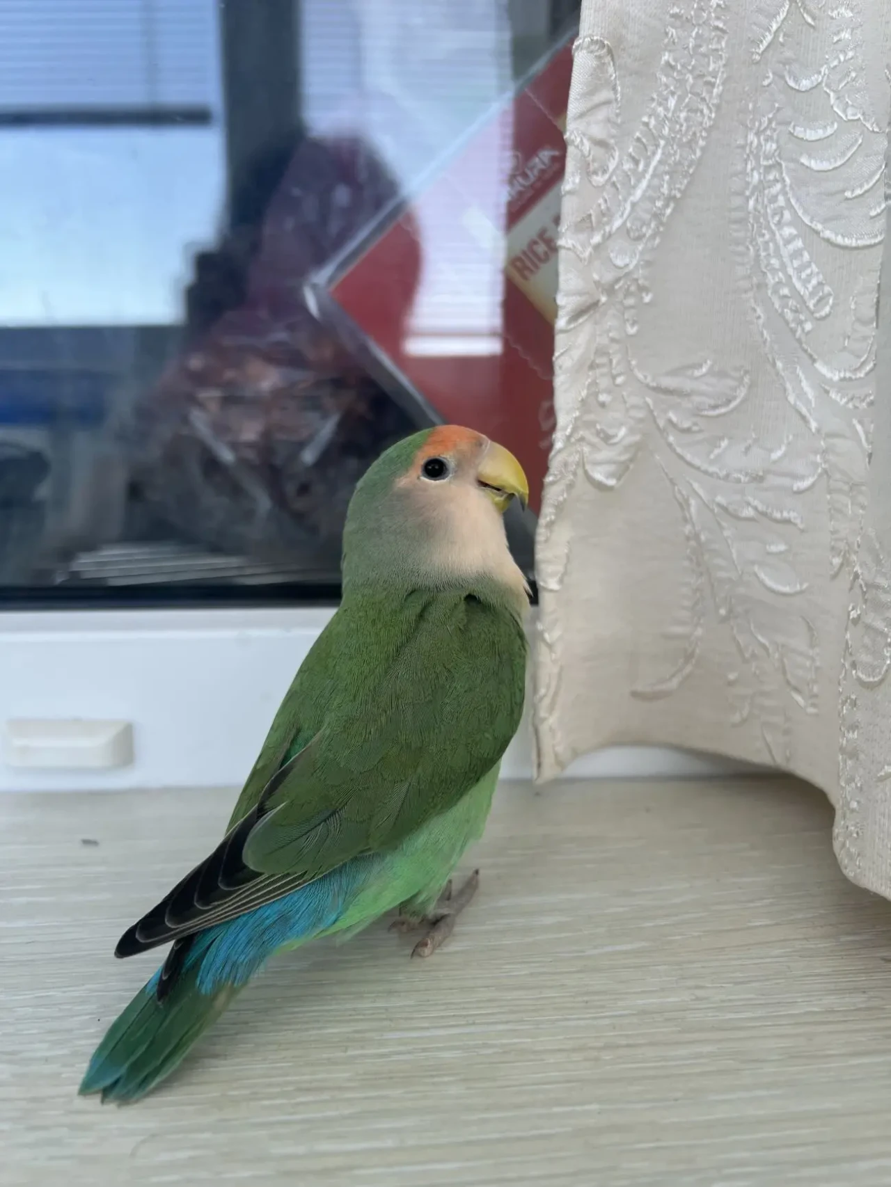 Нерозлучник дівчинка 3