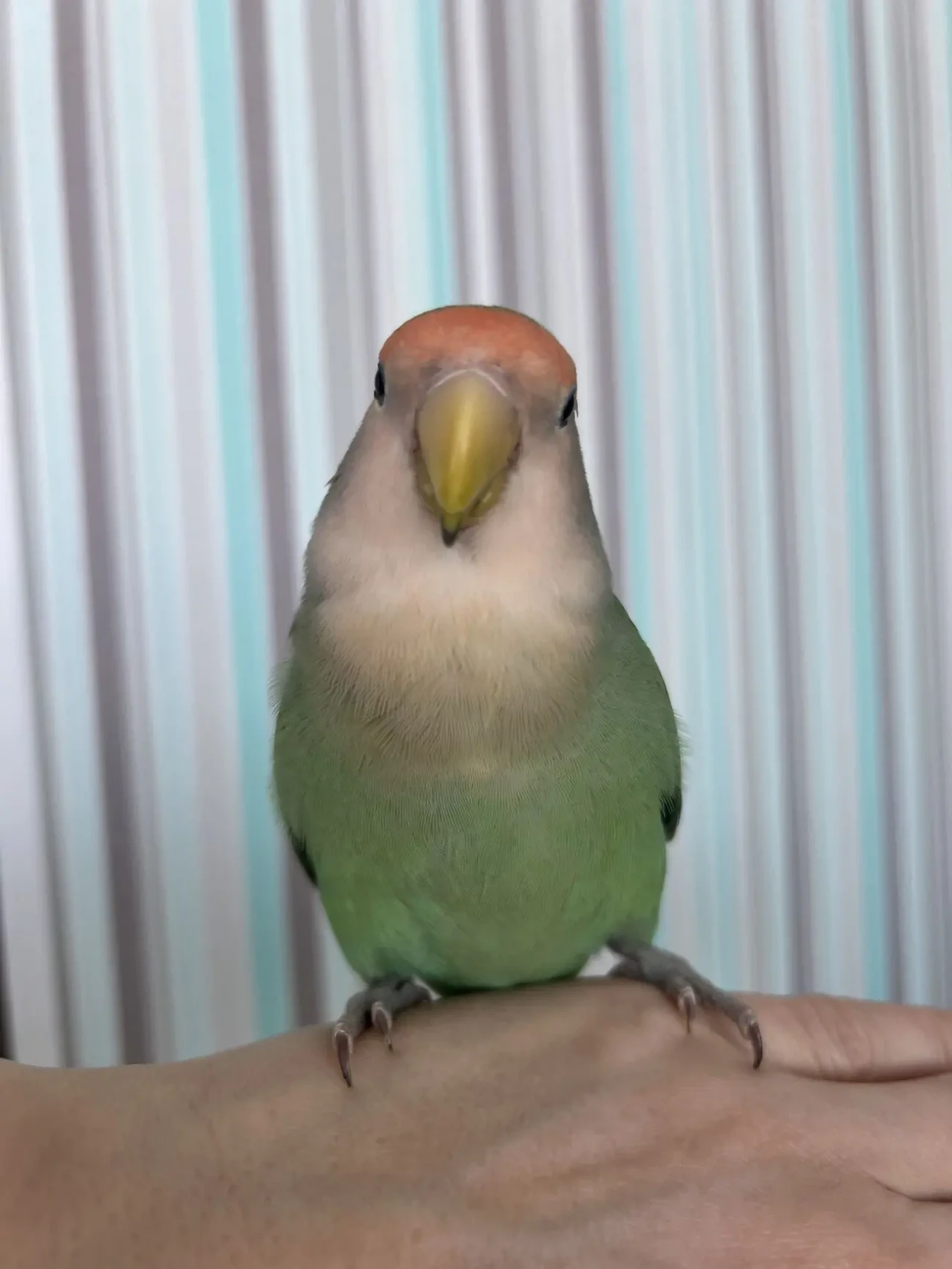 Нерозлучник дівчинка 2