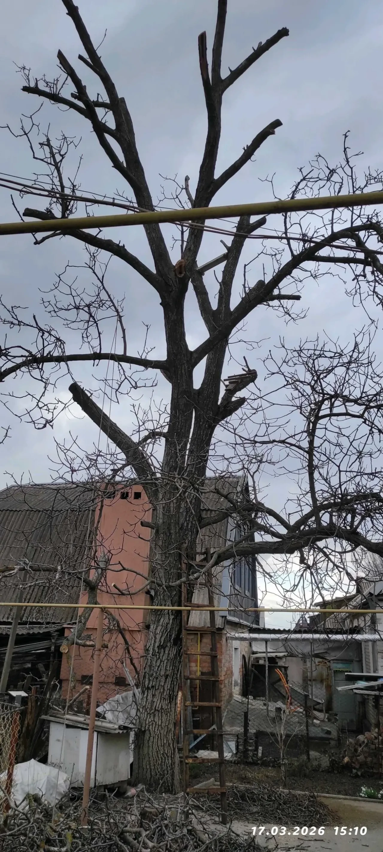 Спил дерева и покос.