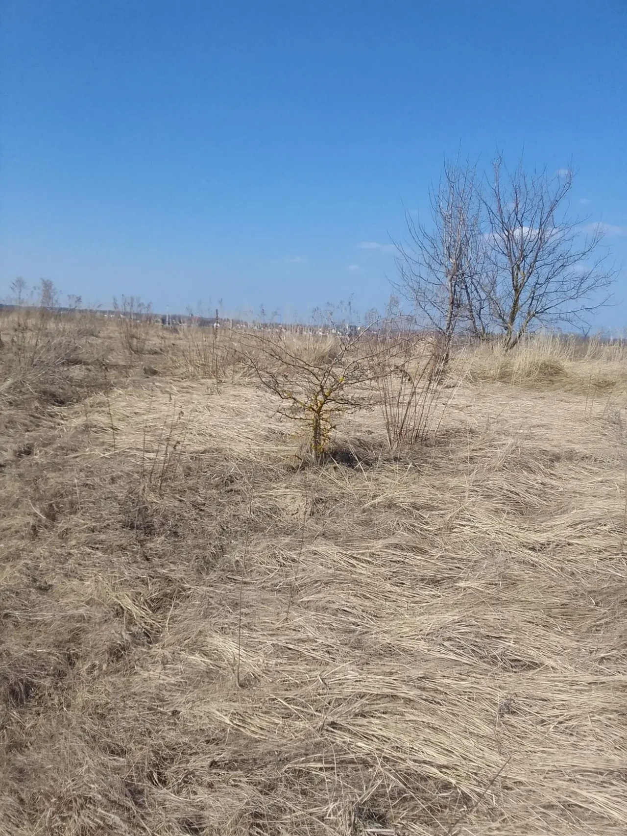 Продам земельну ділянку (с. Зоря) 5