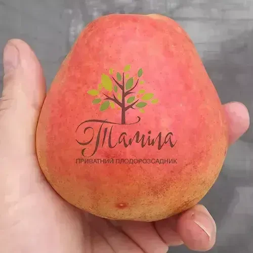 Саджанці груші Пам'ять князя Трубецького